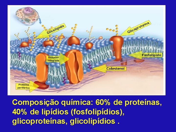 Composição química: 60% de proteínas, 40% de lipídios (fosfolipídios), glicoproteínas, glicolipídios. 