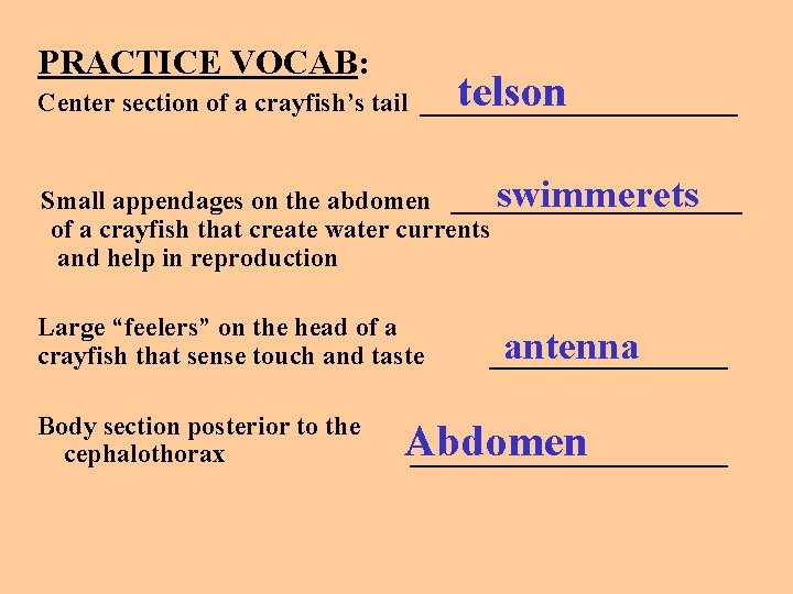PRACTICE VOCAB: telson Center section of a crayfish’s tail ____________ swimmerets Small appendages on