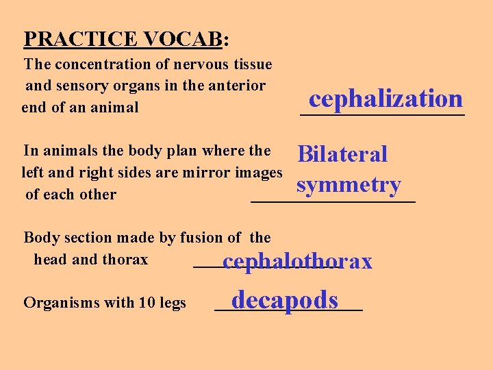 PRACTICE VOCAB: The concentration of nervous tissue and sensory organs in the anterior end
