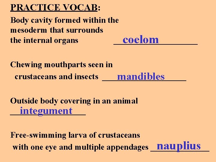 PRACTICE VOCAB: Body cavity formed within the mesoderm that surrounds the internal organs __________