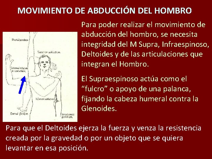 MOVIMIENTO DE ABDUCCIÓN DEL HOMBRO Para poder realizar el movimiento de abducción del hombro,