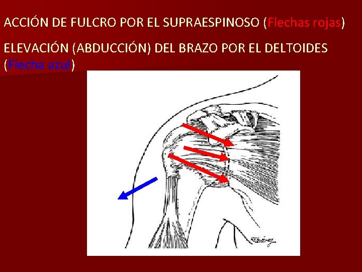 ACCIÓN DE FULCRO POR EL SUPRAESPINOSO (Flechas rojas) ELEVACIÓN (ABDUCCIÓN) DEL BRAZO POR EL