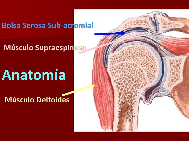 Bolsa Serosa Sub-acromial Músculo Supraespinoso Anatomía Músculo Deltoides 