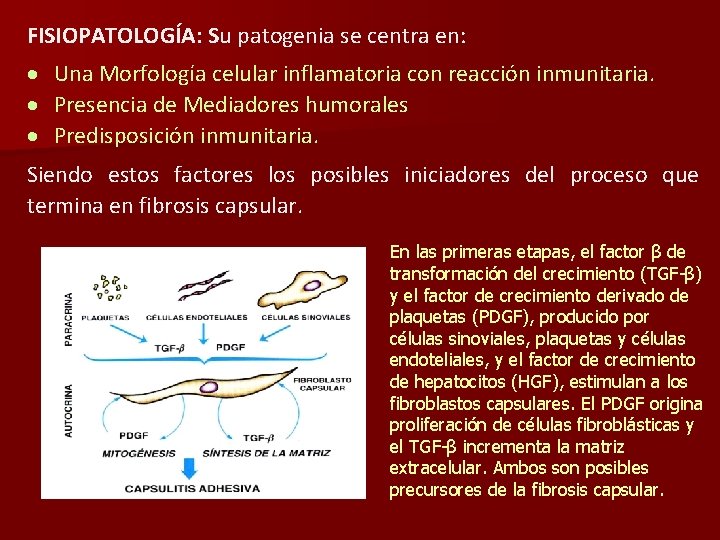 FISIOPATOLOGÍA: Su patogenia se centra en: Una Morfología celular inflamatoria con reacción inmunitaria. Presencia