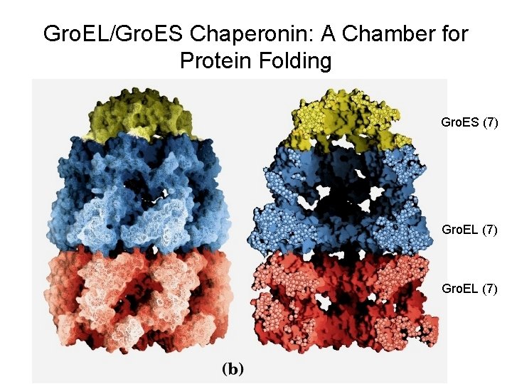 Gro. EL/Gro. ES Chaperonin: A Chamber for Protein Folding Gro. ES (7) Gro. EL