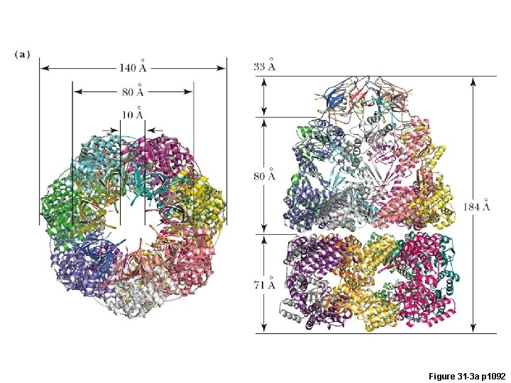 Figure 31 -3 a p 1092 