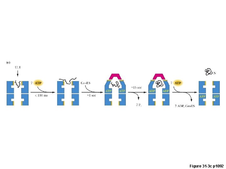 Figure 31 -3 c p 1092 