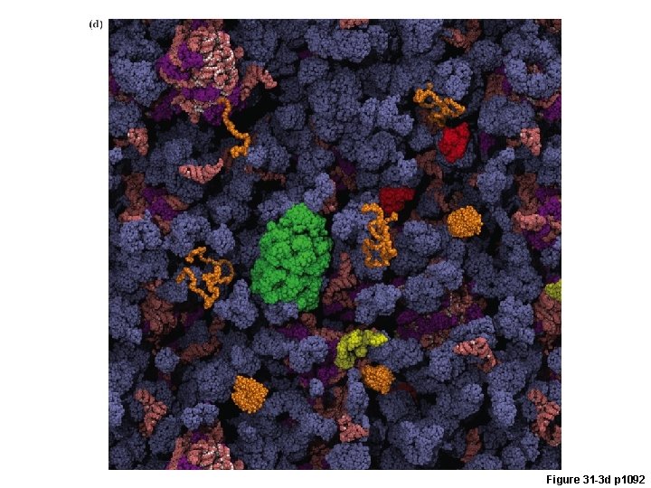 Figure 31 -3 d p 1092 