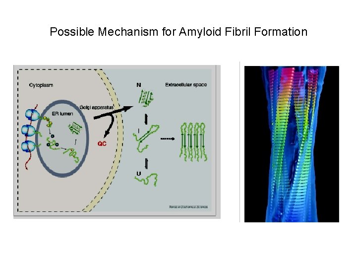 Possible Mechanism for Amyloid Fibril Formation 