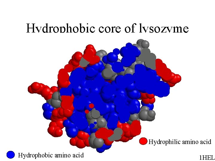 Hydrophobic core of lysozyme Hydrophilic amino acid Hydrophobic amino acid 1 HEL 