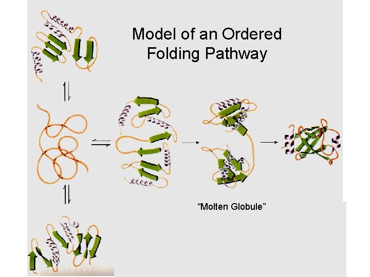 Model of an Ordered Folding Pathway “Molten Globule” 
