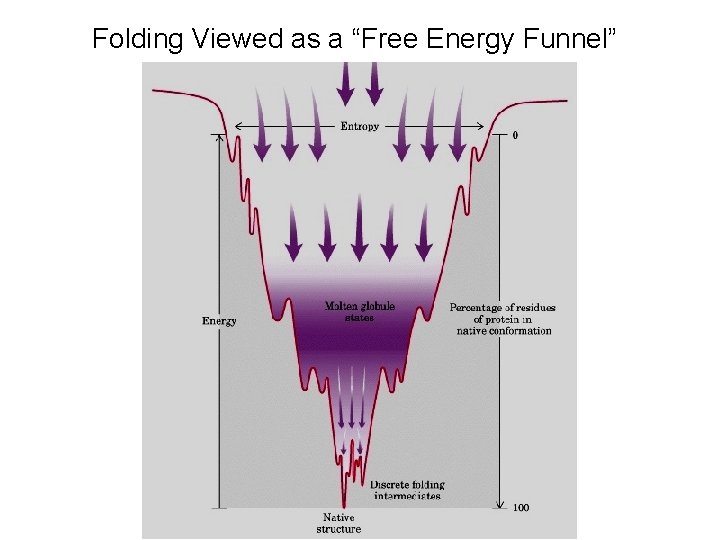 Folding Viewed as a “Free Energy Funnel” 