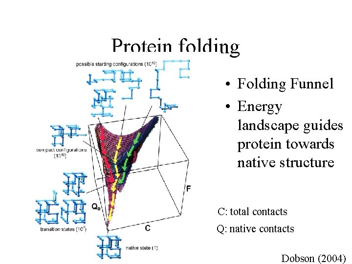 Protein folding • Folding Funnel • Energy landscape guides protein towards native structure C: