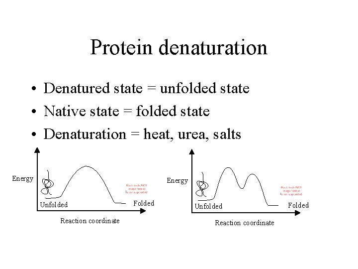 Protein denaturation • Denatured state = unfolded state • Native state = folded state