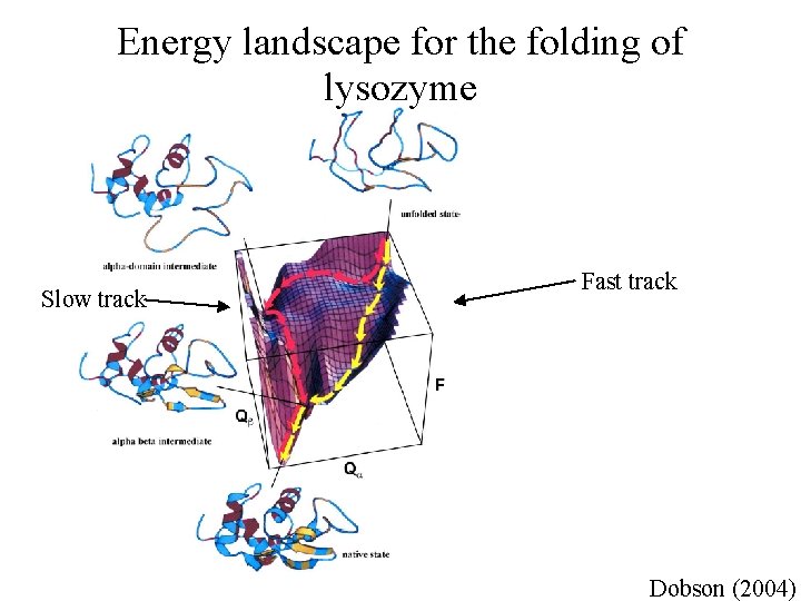 Energy landscape for the folding of lysozyme Slow track Fast track Dobson (2004) 