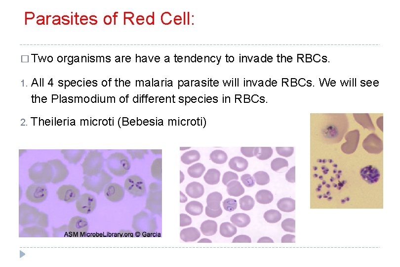 Parasites of Red Cell: � Two 1. organisms are have a tendency to invade