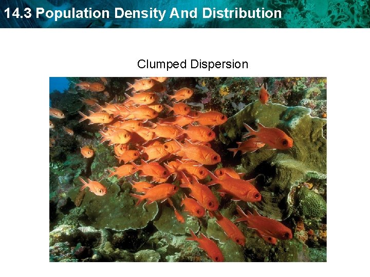 14. 3 Population Density And Distribution Clumped Dispersion  14. 3 Population Density And Distribution Clumped Dispersion