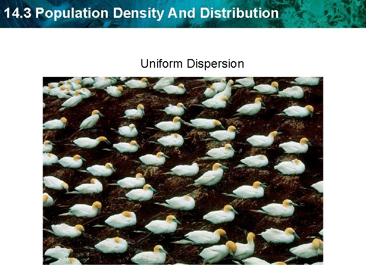14. 3 Population Density And Distribution Uniform Dispersion  14. 3 Population Density And Distribution Uniform Dispersion