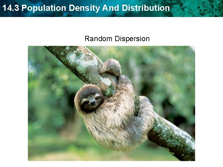 14. 3 Population Density And Distribution Random Dispersion  14. 3 Population Density And Distribution Random Dispersion