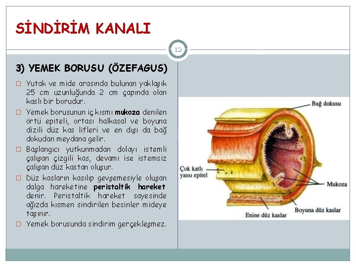 SİNDİRİM KANALI 12 3) YEMEK BORUSU (ÖZEFAGUS) � Yutak ve mide arasında bulunan yaklaşık