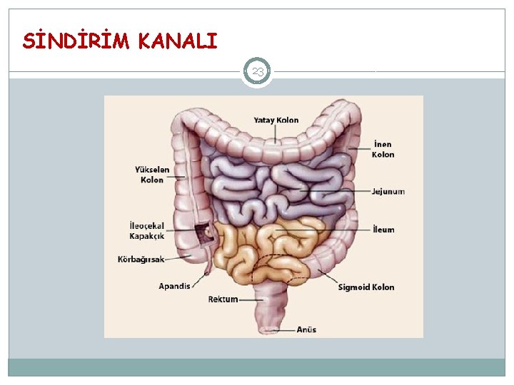 SİNDİRİM KANALI 23 