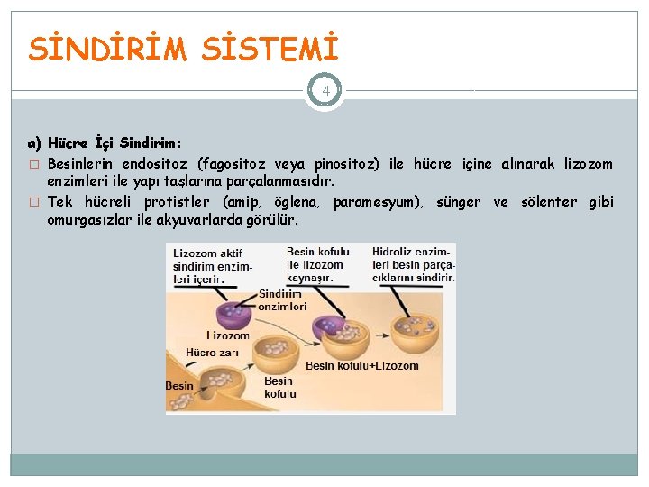 SİNDİRİM SİSTEMİ 4 a) Hücre İçi Sindirim: � Besinlerin endositoz (fagositoz veya pinositoz) ile