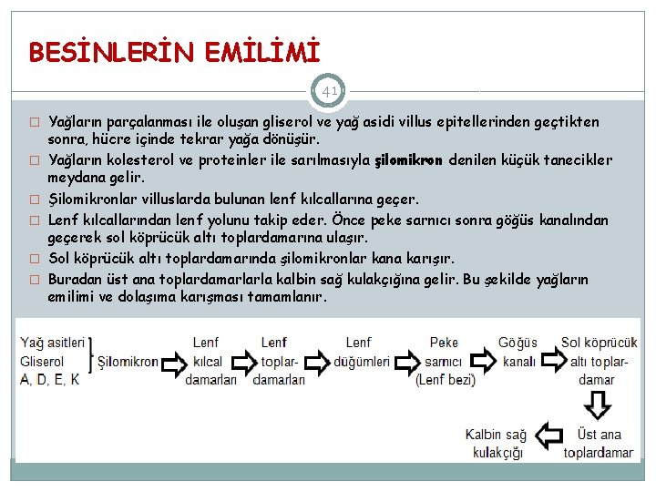 BESİNLERİN EMİLİMİ 41 � Yağların parçalanması ile oluşan gliserol ve yağ asidi villus epitellerinden