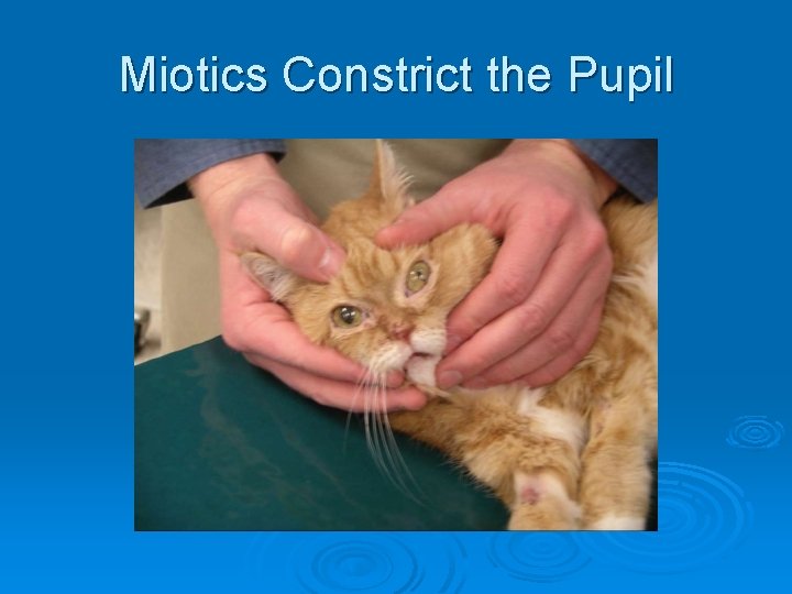Miotics Constrict the Pupil 