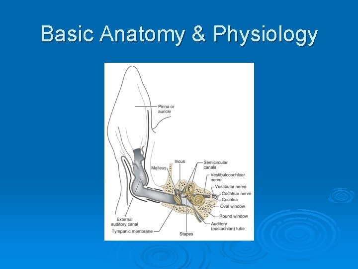 Basic Anatomy & Physiology 