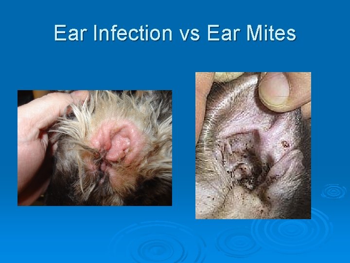 Ear Infection vs Ear Mites 