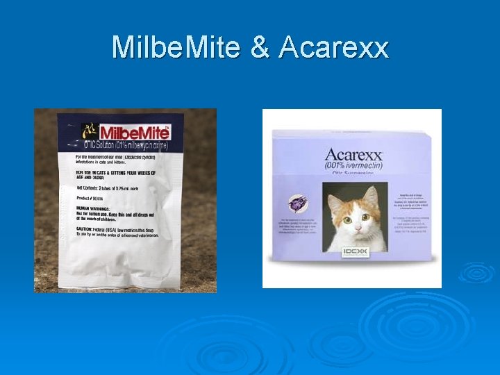 Milbe. Mite & Acarexx 