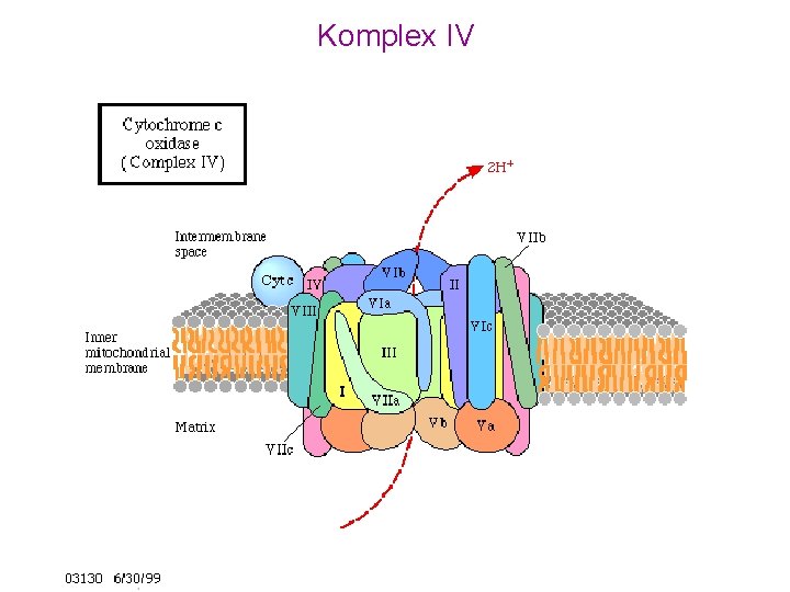 Komplex IV 