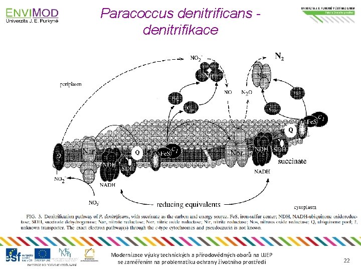 Paracoccus denitrificans denitrifikace Modernizace výuky technických a přírodovědných oborů na UJEP se zaměřením na