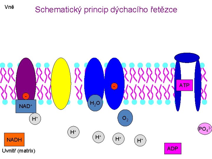 Vně Schematický princip dýchacího řetězce ATP H 2 O NAD+ O 2 H+ H+