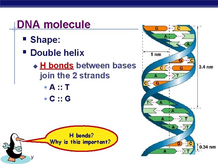 DNA molecule § Shape: § Double helix u H bonds between bases join the