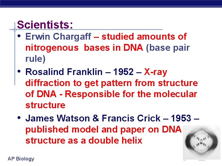 Scientists: • Erwin Chargaff – studied amounts of • • nitrogenous bases in DNA