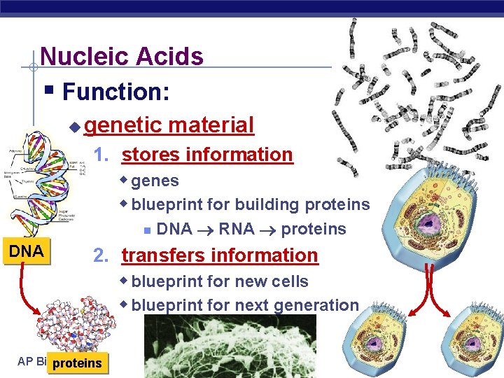 Nucleic Acids § Function: u genetic material 1. stores information w genes w blueprint