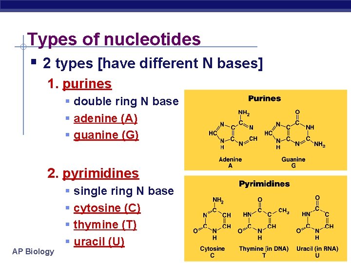 Types of nucleotides § 2 types [have different N bases] 1. purines § double