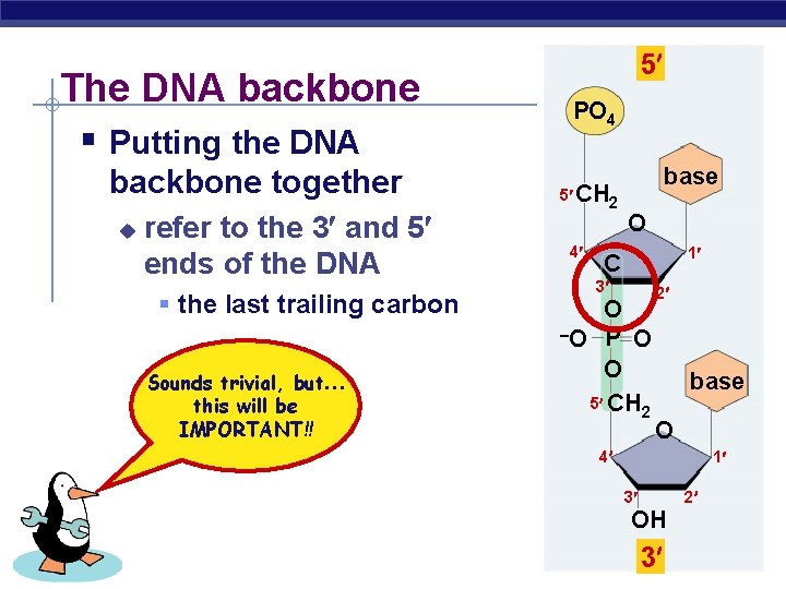 The DNA backbone § Putting the DNA backbone together u refer to the 3