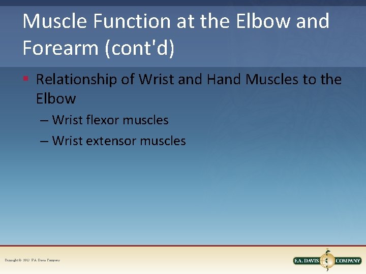 Muscle Function at the Elbow and Forearm (cont'd) § Relationship of Wrist and Hand
