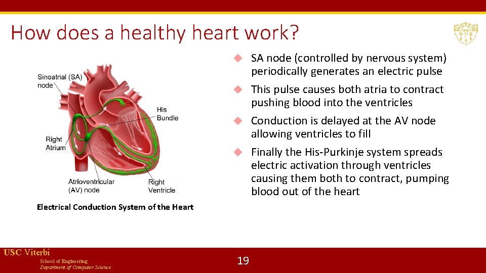 How does a healthy heart work? SA node (controlled by nervous system) periodically generates