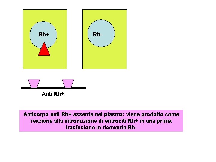 Rh+ Rh- Anti Rh+ Anticorpo anti Rh+ assente nel plasma: viene prodotto come reazione