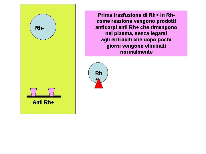 Rh- Prima trasfusione di Rh+ in Rhcome reazione vengono prodotti anticorpi anti Rh+ che