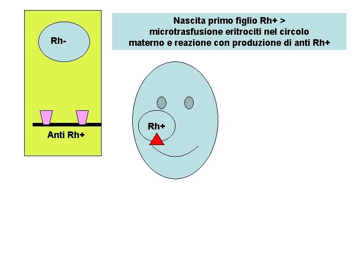 Rh- Anti Rh+ Nascita primo figlio Rh+ > microtrasfusione eritrociti nel circolo materno e