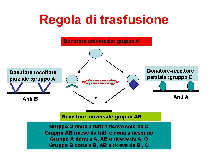 Regola di trasfusione Donatore universale: gruppo 0 Donatore-recettore parziale : gruppo B Donatore-recettore parziale