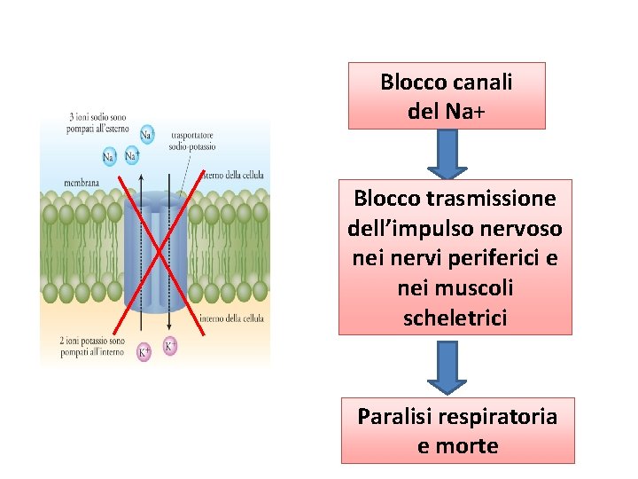 Blocco canali del Na+ Blocco trasmissione dell’impulso nervoso nei nervi periferici e nei muscoli