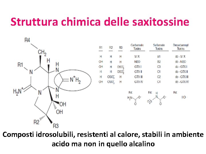 Struttura chimica delle saxitossine Composti idrosolubili, resistenti al calore, stabili in ambiente acido ma