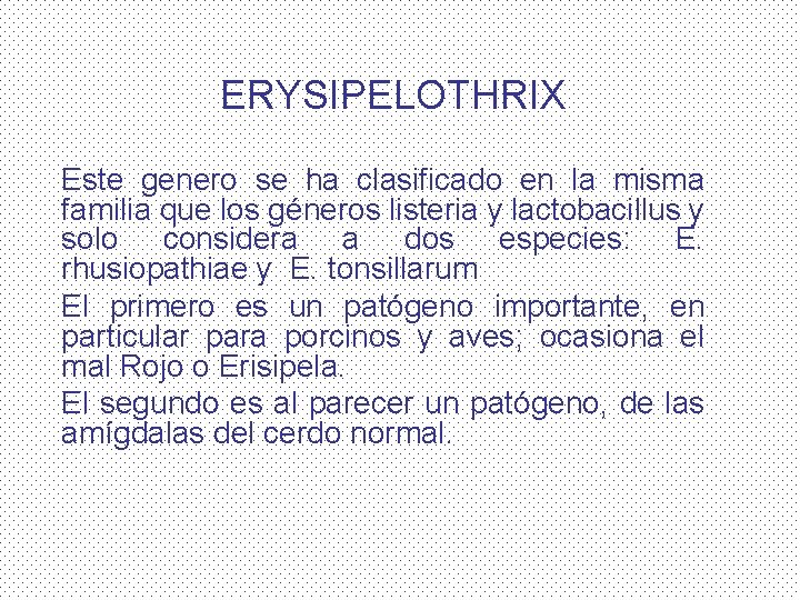 ERYSIPELOTHRIX Este genero se ha clasificado en la misma familia que los géneros listeria