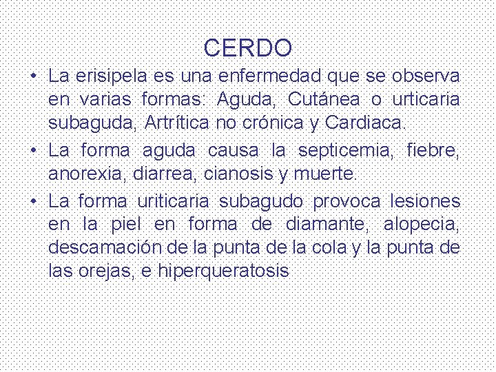 CERDO • La erisipela es una enfermedad que se observa en varias formas: Aguda,