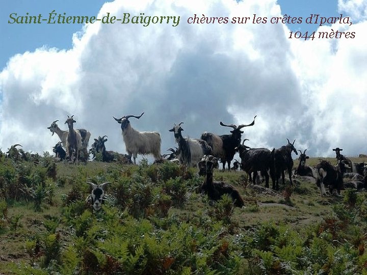 Saint-Étienne-de-Baïgorry chèvres sur les crêtes d’Iparla, . 1044 mètres 